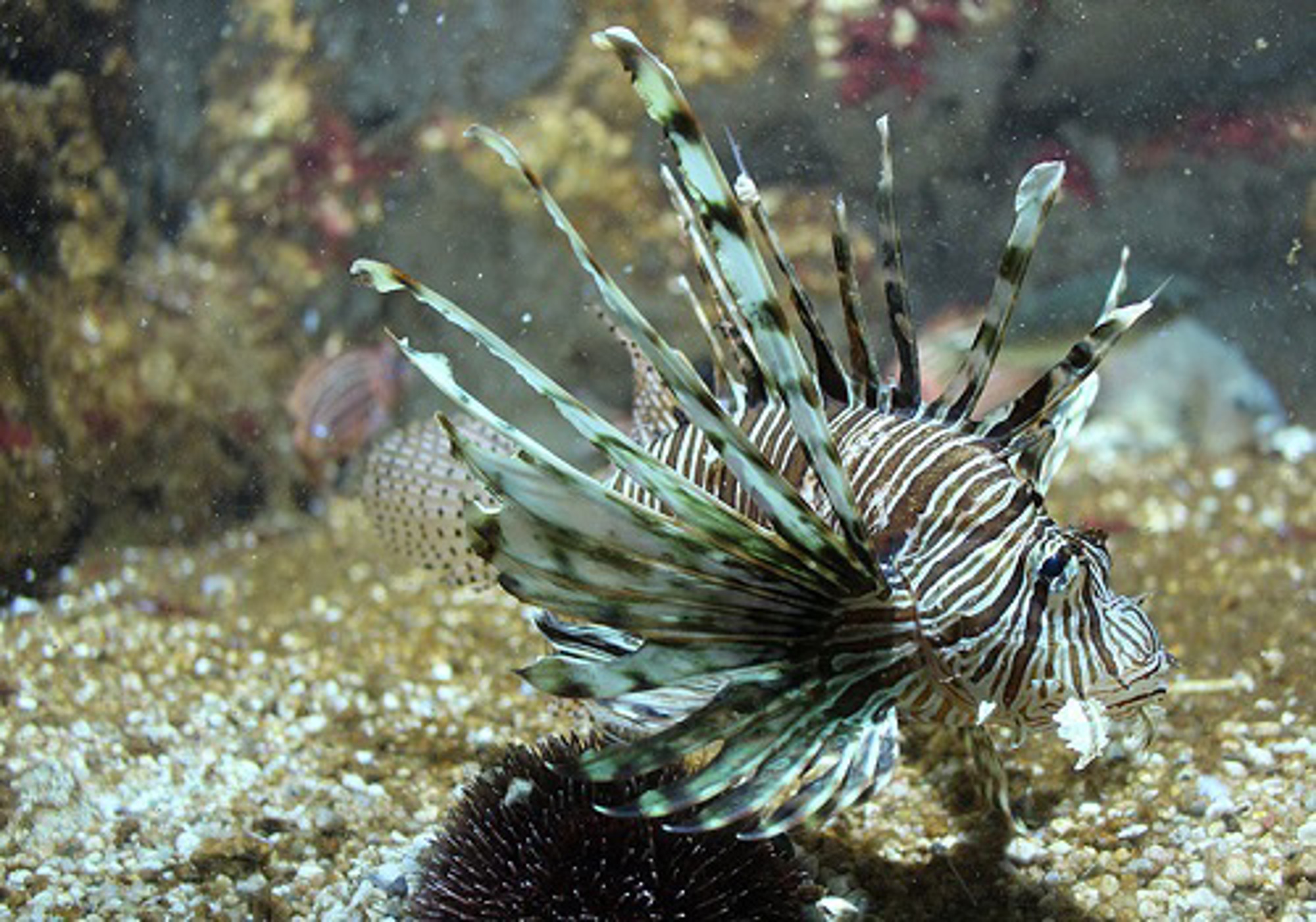 Rhodes Aquarium