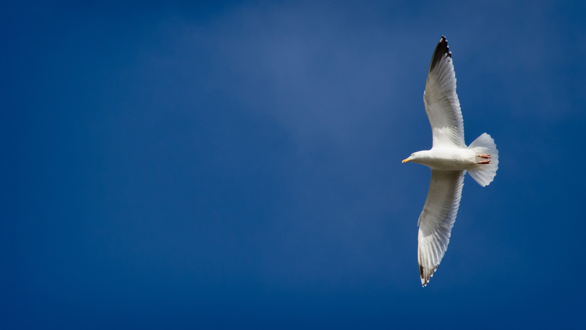 Birdwatching in Greece