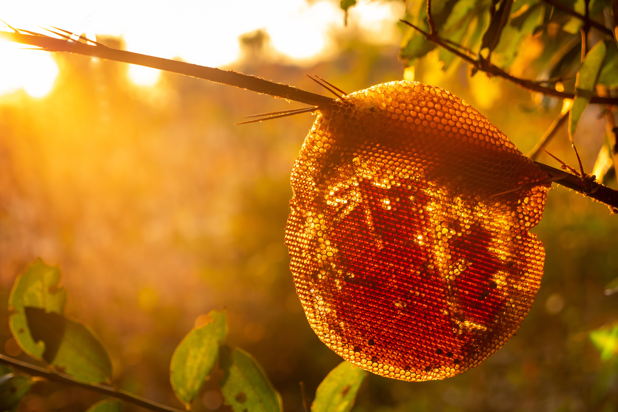 Millions of bees can’t be wrong – Greek honey is among the best in the world