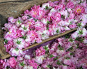 Agros Cyprus Flower Festival 1415843966