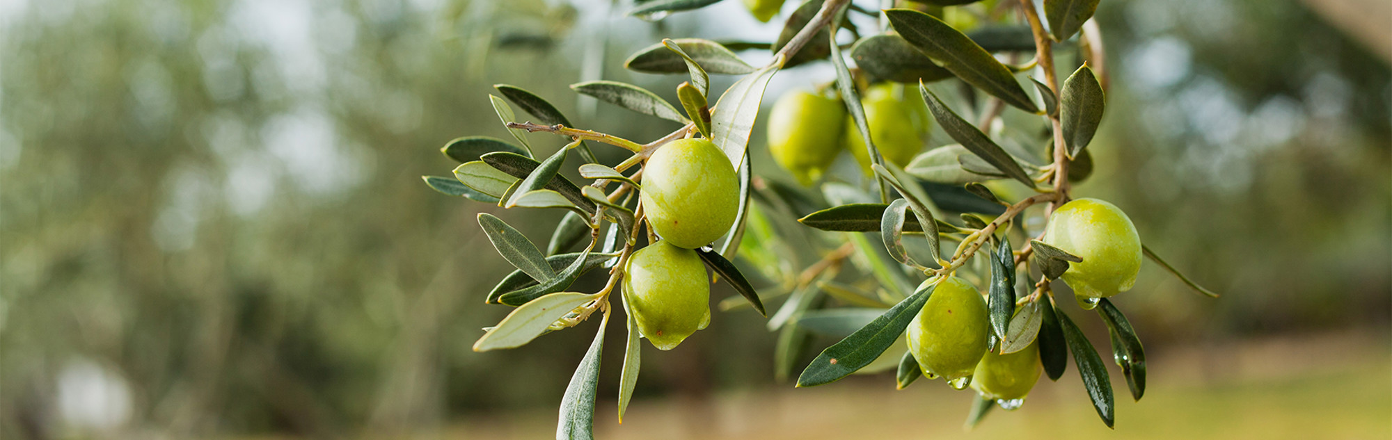 Outstanding olive oil from Greece