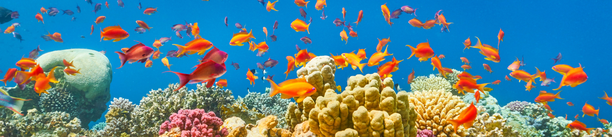 Sharm El-Sheikh