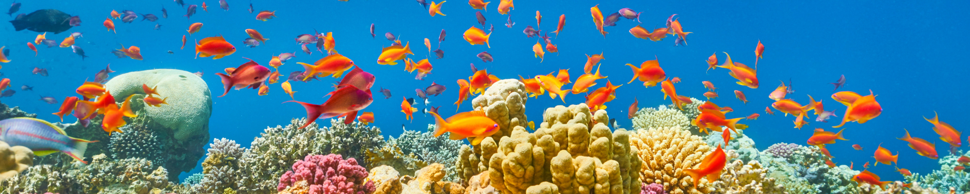 Sharm El-Sheikh